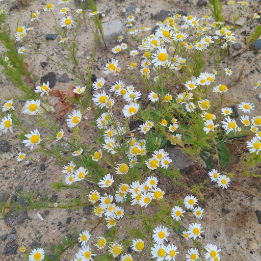 Аватар хозяина