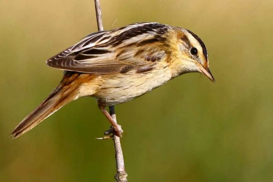 Фото Республиканский биологический заказник "Споровский"